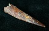 Rooted Pterosaur Tooth - Kem Kem Beds #14454-1